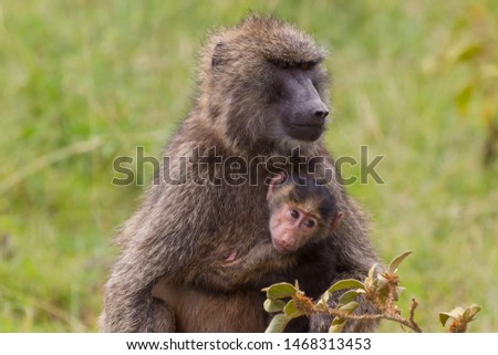 A Female baboon with a cute baby in Masai Mara national reserve.