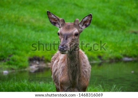 Deer close up in the nature on green background
