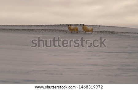 sheep on mountain in winter