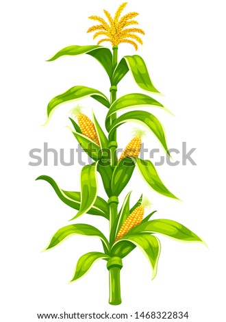 Set of ripe maize corncobs with yellow corns ears and green leaves on plant stem set, vegetable isolated on white transparent background. Ripe corn vegetables organic food. Eps10 vector illustration. Royalty-Free Stock Photo #1468322834