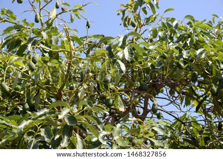 Avocados at the avocado tree in the province of Alicante, Costa Blanca, Spain
