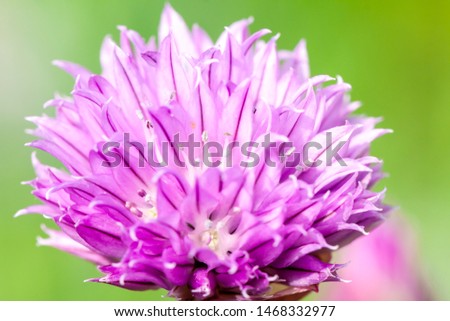 Flowering red clover. close-up shot during the summer.
