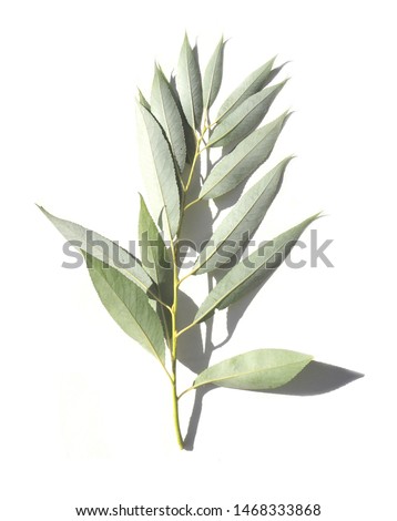 One twig, branch beautiful shape with green young elegant textured leaves isolated on white background. Pictures for text, maps, labels, books, covers, poster. Atmospheric still life