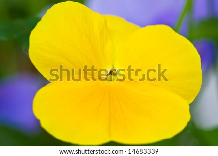 Macro shot of a pansy with focus on the center.