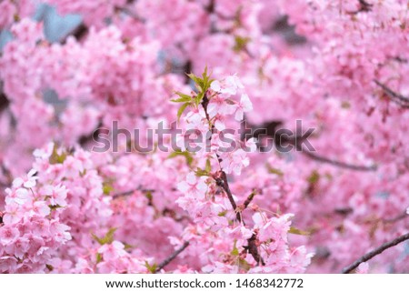 Selective focus of Beautiful cherry blossom with fading into pastel pink sakura flower,full bloom a spring season in japan