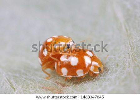 ladybug mating on green leaves, North China