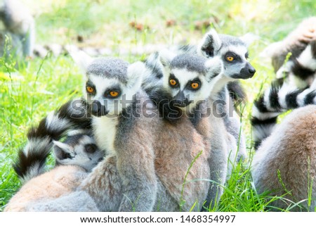 a family group of ring-tailed lemurs are sitting together in a monkey zoo in the Netherlands where they can walk free