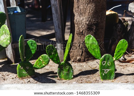 Three funny cactus plant with a face. 