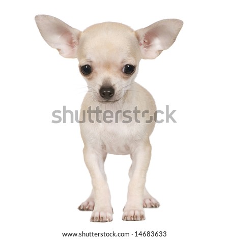 chihuahua (3 months) in front of a white background