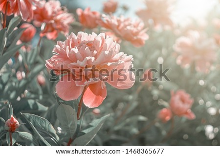 Pink flower peony flowering in peonies garden. Nature.