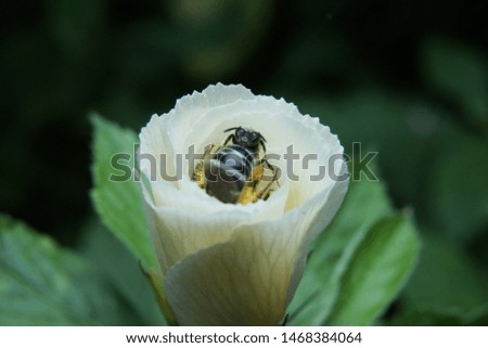 Honey bees in white flower searching for honey.