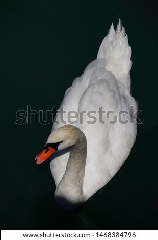 beautiful swan swimming in lake outdoors wild nature. white bird 2019
