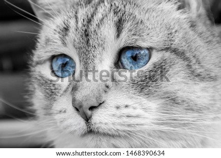 Black and white picture with selective blue color eyes domestic house cat. Wisdom in eyes concept.