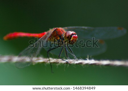 Macro photo of a dragonfly (Sympetrum flaveolum) resting on a rope. Orange and yellow colors. Green blurry background. Close up photo.
