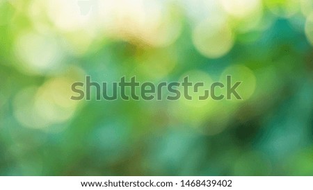 Natural bokeh background with sun light and tree leaves