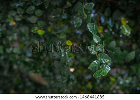 Creative layouts made from green leaves
for the background.
