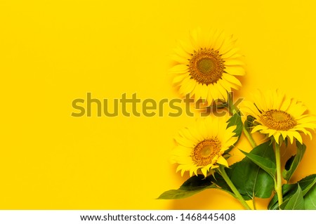 Beautiful fresh sunflowers with leaves on stalk on bright yellow background. Flat lay, top view, copy space. Autumn or summer Concept, harvest time, agriculture. Sunflower natural background.