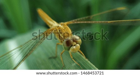 Dragonfly macro picture on sugarcane leaf