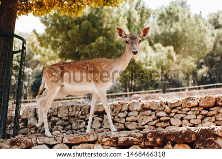 white tailed deer pictured in a zoo