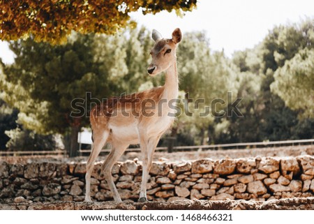 white tailed deer pictured in a zoo