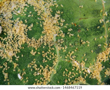 Papaya mealybug, Paracoccus marginatus (Hemiptera: Pseudococcidae) is the dangerous pest of different plants, including economically important tropical fruit trees and various ornamental plants  Royalty-Free Stock Photo #1468467119