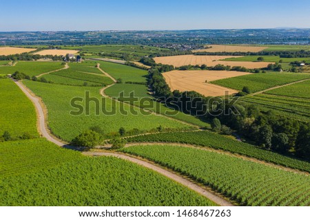 View from above on the vineyards near Hattenheim / Germany in the Rheingau