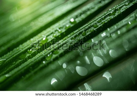 Tropical palm leaves background. Palm leaf up close, showing off glowing diagonal lines lit up by sunlight from the other side of the leaf.