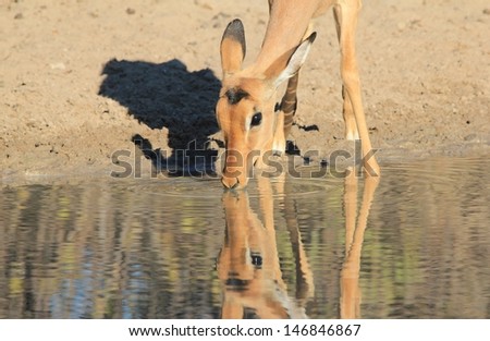 Impala, Common - Wildlife from Africa - Drinking water with its reflection, this antelope is at peace with its environment.  Photographed in Namibia. 