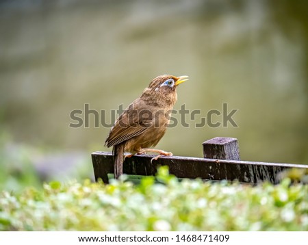 A Chinese hwamei or melodious laughingthrush, Garrulax canorus, perches on a small sign in a Japanese botanical garden.