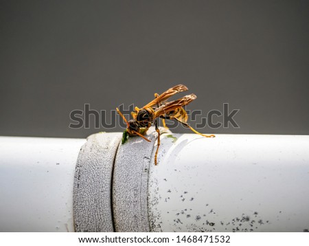 A Japanese paper wasp, Polistes chinensis, feeds on a captured insect on a fence beside the Sakai River in Yokohama, Japan.