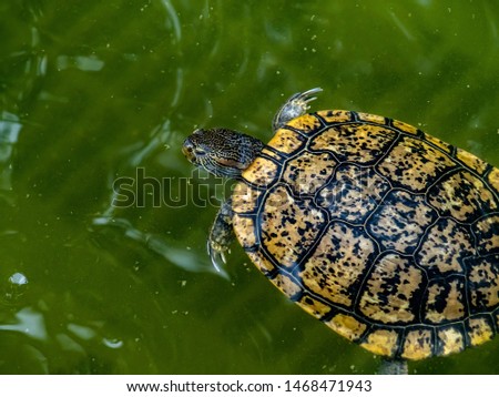 A common slider turtle, trachemys, swims in a moat-like pond in a park in Tokyo, Japan.