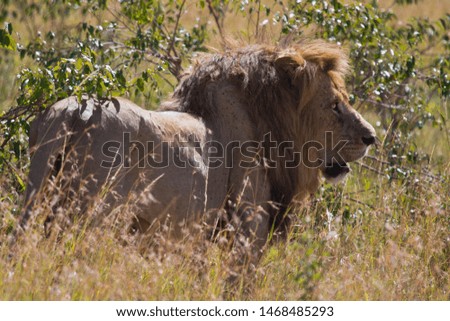 Lions in Masai Mara National Reserve, Kenya