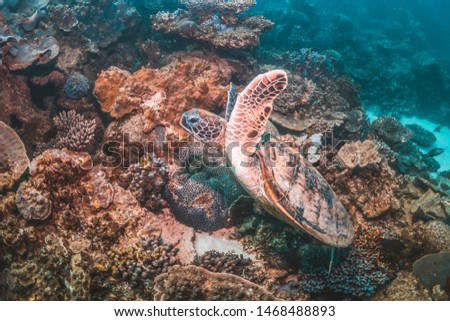 Turtle swimming freely in the wild among beautiful coral reef in clear blue water