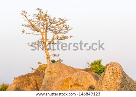 an isolated photo of tree on rock of mountain