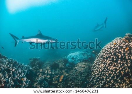 Grey reef sharks swimming peacefully among pristine coral reef
