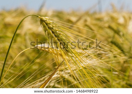 Spikes of ripening rye on an agricultural field. Close up.