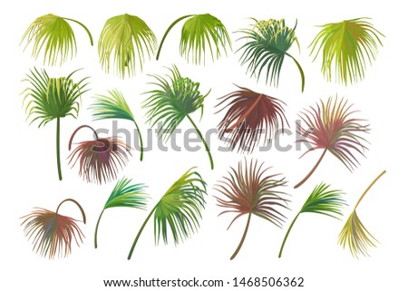 vector handdrawn plant clipart Fan palm tree leaves