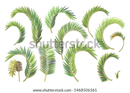 vector handdrawn plant clipart betel palm leaves