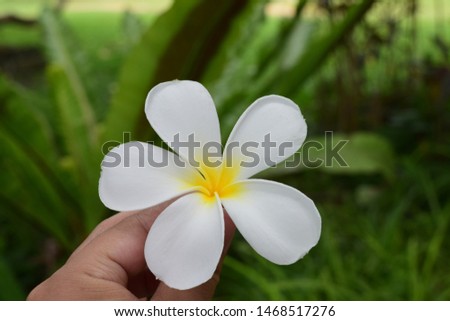Plumeria,Plumeria spp. White flowers, beautiful yellow pollen, fragrant