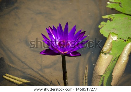 Close up violet color fresh lotus blossom or water lily flower blooming on pond background