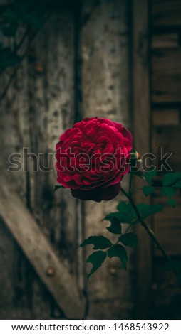 Mysterious Munstead wood rose close up against old, vintage garden door background