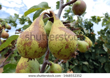 Pears about to be collected, Cuenca, Spain.