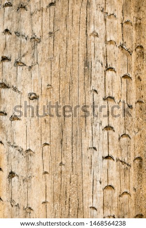 Tree surface macro background fine art in high quality prints products