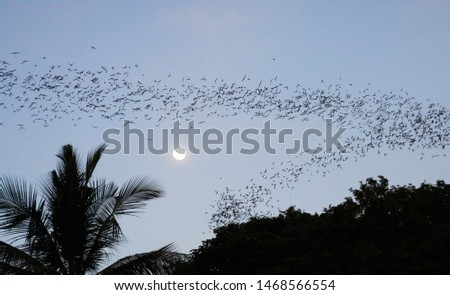 Battambong Bat Cave, Banan, Cambodia: Countless Bats swarming out in the evening dusk with full moon and silhouette of palm tree
