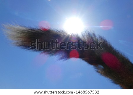 Fox tail in the sun, Cuenca, Spain.