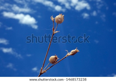 Dead flower buds in the blues sky, Cuenca, Spain.