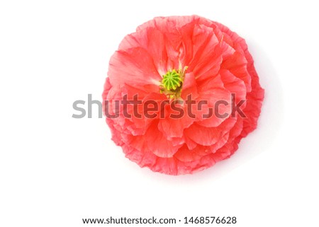 a macro closeup of a beautiful pink purple red poppy Papaver flower isolated in white
