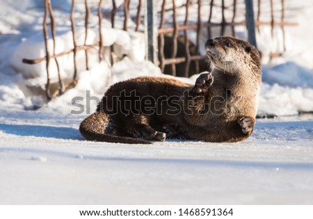 River otter in the winter