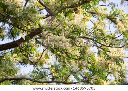 Branches of  Neem in winter.   Siamese neem tree, Azadirachta indica var.