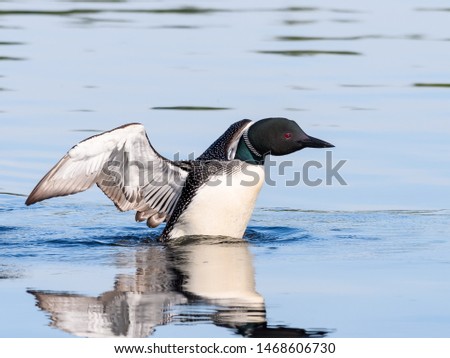 Common Loon Flapping its Wings against Blue Water